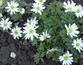 white Flower Anemone Photo and characteristics