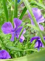 Garden Flowers Horned Pansy, Horned Violet, Viola cornuta lilac Photo