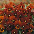 Gartenblumen Gehörnten Stiefmütterchen, Hornveilchen, Viola cornuta rot Foto