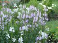 Garden Flowers Obedient plant, False Dragonhead, Physostegia lilac Photo
