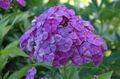 lilac Flower Garden Phlox Photo and characteristics
