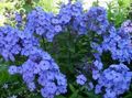 Gartenblumen Garten Phlox, Phlox paniculata hellblau Foto