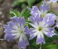 Tuin Bloemen Jaarlijkse Phlox, Drummond Phlox, Phlox drummondii lichtblauw foto