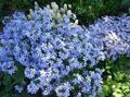 bleu ciel Fleur Rampante Phlox, Phlox De La Mousse Photo et les caractéristiques