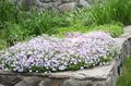 blanc Fleur Rampante Phlox, Phlox De La Mousse Photo et les caractéristiques