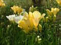 jaune Fleur Freesia Photo et les caractéristiques