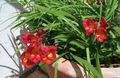 red Flower Freesia Photo and characteristics
