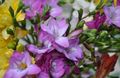 Garden Flowers Freesia lilac Photo