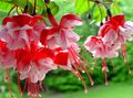 Gartenblumen Geißblatt Fuchsia rot Foto
