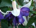 bleu Fleur Fuchsia De Chèvrefeuille Photo et les caractéristiques