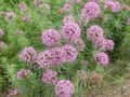 pink Flower Crosswort Photo and characteristics