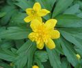 gelb  Doppel Blühten Gelbe Buschwindröschen, Anemone Butterblume Foto und Merkmale