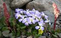 Crossflower, Violetti Sinappi, Sininen Sinappi, Yhteinen Bluemustard, Myski Sinappi, Beanpodded Sinappi, Tenella Sinappi