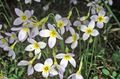Garden Flowers Alpine Bluets, Mountain Bluets, Quaker Ladies, Houstonia white Photo