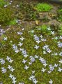 Gartenblumen Alpen Bluets, Berg Bluets, Quäker Damen, Houstonia hellblau Foto