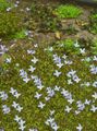 Puutarhakukat Alppi Bluets, Vuoristo Bluets, Quaker Naiset, Houstonia vaaleansininen kuva