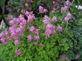 Gartenblumen Lerchensporn, Corydalis rosa Foto