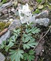 Have Blomster Corydalis hvid Foto