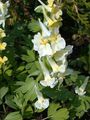 Gartenblumen Lerchensporn, Corydalis gelb Foto
