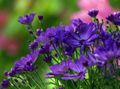 Садовые Цветы Хризантема корейская, Chrysanthemum синий Фото