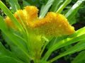 Garden Flowers Cockscomb, Plume Plant, Feathered Amaranth, Celosia yellow Photo