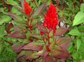 rot Blume Hahnenkamm, Plume Pflanze, Fischgrätenartig Amaranth Foto und Merkmale