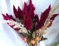 burgundy Flower Cockscomb, Plume Plant, Feathered Amaranth Photo and characteristics