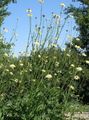 Giant scabious 
