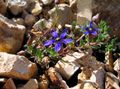 Zahradní květiny Cyananthus modrý fotografie