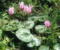 Gartenblumen Säen Brot, Winterharte Alpenveilchen, Cyclamen rosa Foto