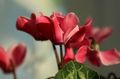rouge Fleur Semer Pain, Cyclamen Hardy Photo et les caractéristiques