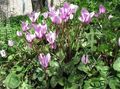Garden Flowers Sow Bread, Hardy Cyclamen lilac Photo