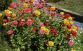 Gartenblumen Zinnie, Zinnia gelb Foto