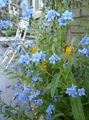 Gartenblumen Hundszunge, Gypsyflower, Chinesisch Vergissmeinnicht, Cynoglossum hellblau Foto