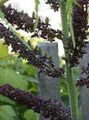 черный Цветок Чемерица Фото и характеристика