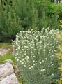 blanc Fleur Antennaria, Pied De Chat Photo et les caractéristiques