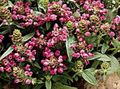 Gartenblumen Selbstheilung, Selfheal, Alle Zu Heilen, Prunella rosa Foto