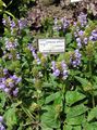 Gartenblumen Selbstheilung, Selfheal, Alle Zu Heilen, Prunella flieder Foto