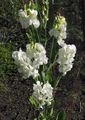 Garden Flowers Sweet Pea, Everlasting Pea, Lathyrus latifolius white Photo