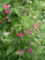 Garden Flowers Lathyrus tuberosus pink Photo