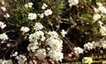 blanc Fleur Schivereckia Photo et les caractéristiques
