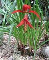 rot Blume Aztec Lilie, Lilie Jacobean Foto und Merkmale