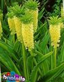 Pineapple Flower, Pineapple Lily, Eucomis yellow Photo