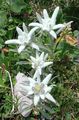 white Flower Edelweiss Photo and characteristics