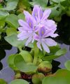 Gartenblumen Wasserhyazinthe, Eichornia crassipes flieder Foto