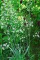 Garden Flowers Elegant Camas, Mountain Death Camas, Zigadenus elegans, Anticlea elegans white Photo