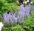 Garden Flowers Spanish Bluebell, Wood Hyacinth, Endymion hispanicus, Hyacinthoides hispanica light blue Photo