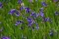 Garden Flowers Spanish Bluebell, Wood Hyacinth, Endymion hispanicus, Hyacinthoides hispanica blue Photo