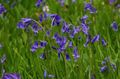 Vrtno Cvetje Španščina Bluebell, Les Hijacinte, Endymion hispanicus, Hyacinthoides hispanica modra fotografija