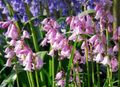 Garden Flowers Spanish Bluebell, Wood Hyacinth, Endymion hispanicus, Hyacinthoides hispanica pink Photo